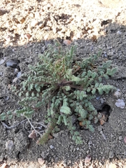 Phacelia formosula