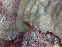 Halichoeres biocellatus