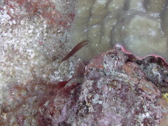 Halichoeres biocellatus