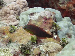 Halichoeres biocellatus