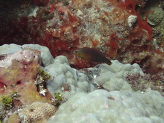 Halichoeres biocellatus