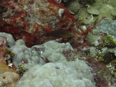 Halichoeres biocellatus