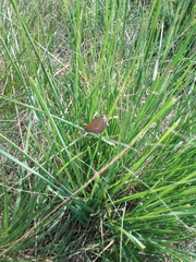 Coenonympha oedippus