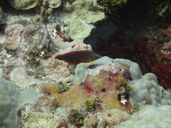 Halichoeres biocellatus