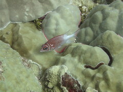Sargocentron caudimaculatum