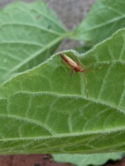 Creontiades rubrinervis