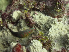 Halichoeres biocellatus