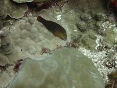 Halichoeres biocellatus