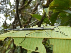 Cesaphasma panamensis
