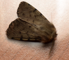 Diaphora sordida