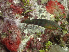 Halichoeres biocellatus