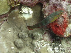 Halichoeres biocellatus