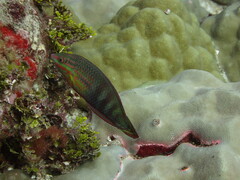 Halichoeres biocellatus