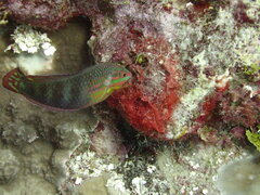 Halichoeres biocellatus