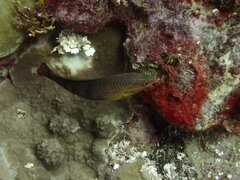 Halichoeres biocellatus