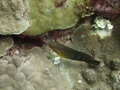 Halichoeres biocellatus