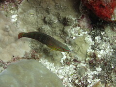 Halichoeres biocellatus