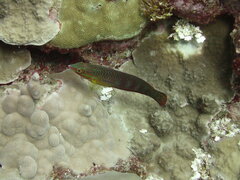 Halichoeres biocellatus