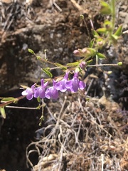 Sairocarpus vexillocalyculatus vexillocalyculatus