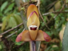 Maxillaria porrecta