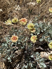 Eriogonum prattenianum