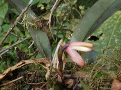 Maxillaria porrecta