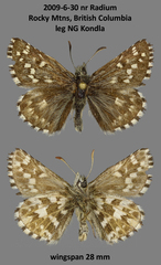 Pyrgus centaureae