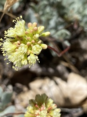 Eriogonum prattenianum