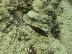 Halichoeres biocellatus