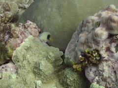 Plectroglyphidodon johnstonianus