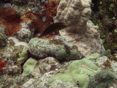 Halichoeres biocellatus