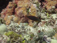 Halichoeres biocellatus