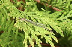 Enallagma aspersum