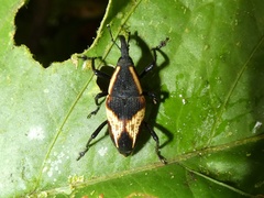 Cactophagus circumjectus
