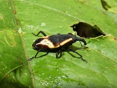 Cactophagus circumjectus