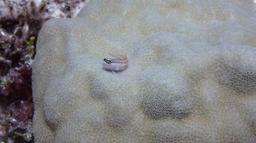 Comical blenny (Ecsenius opsifrontalis) — Blenniidae