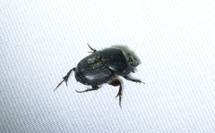 Onthophagus taurus
