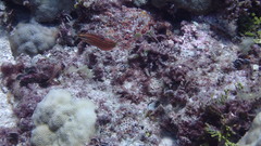 Halichoeres biocellatus