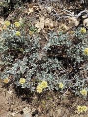 Eriogonum prattenianum