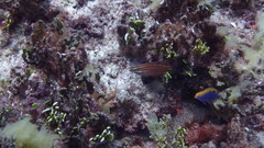 Halichoeres biocellatus