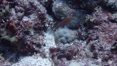 Halichoeres biocellatus