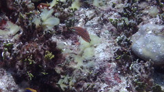 Halichoeres biocellatus