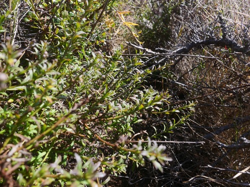 Image of Baccharis glabrata by (c) paulexcoff, some rights reserved (CC BY-SA)