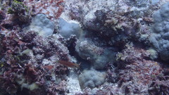 Halichoeres biocellatus