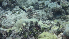 Labropsis xanthonota