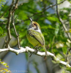 Myiornis auricularis
