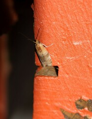 Moodna pallidostrinella