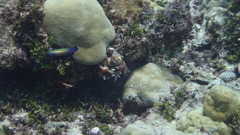 Labropsis xanthonota