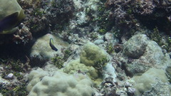 Labropsis xanthonota