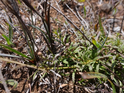San Simeon baccharis (Baccharis glabrata)